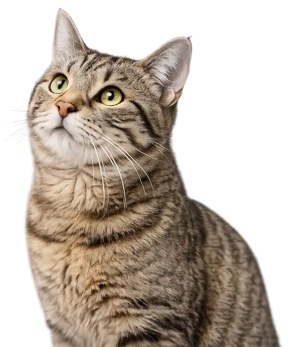 Univers Chat